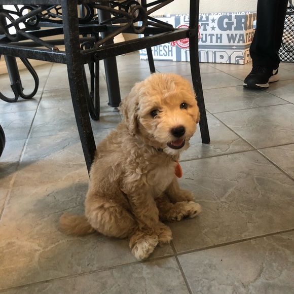 Meet your Posher, Marco - Picture 1 of 1